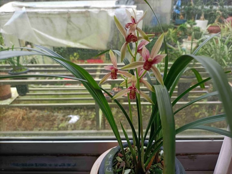 秋兰幽香，醉人心扉